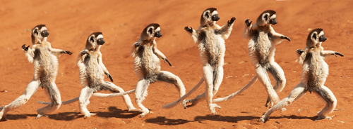 lemur pano sequence